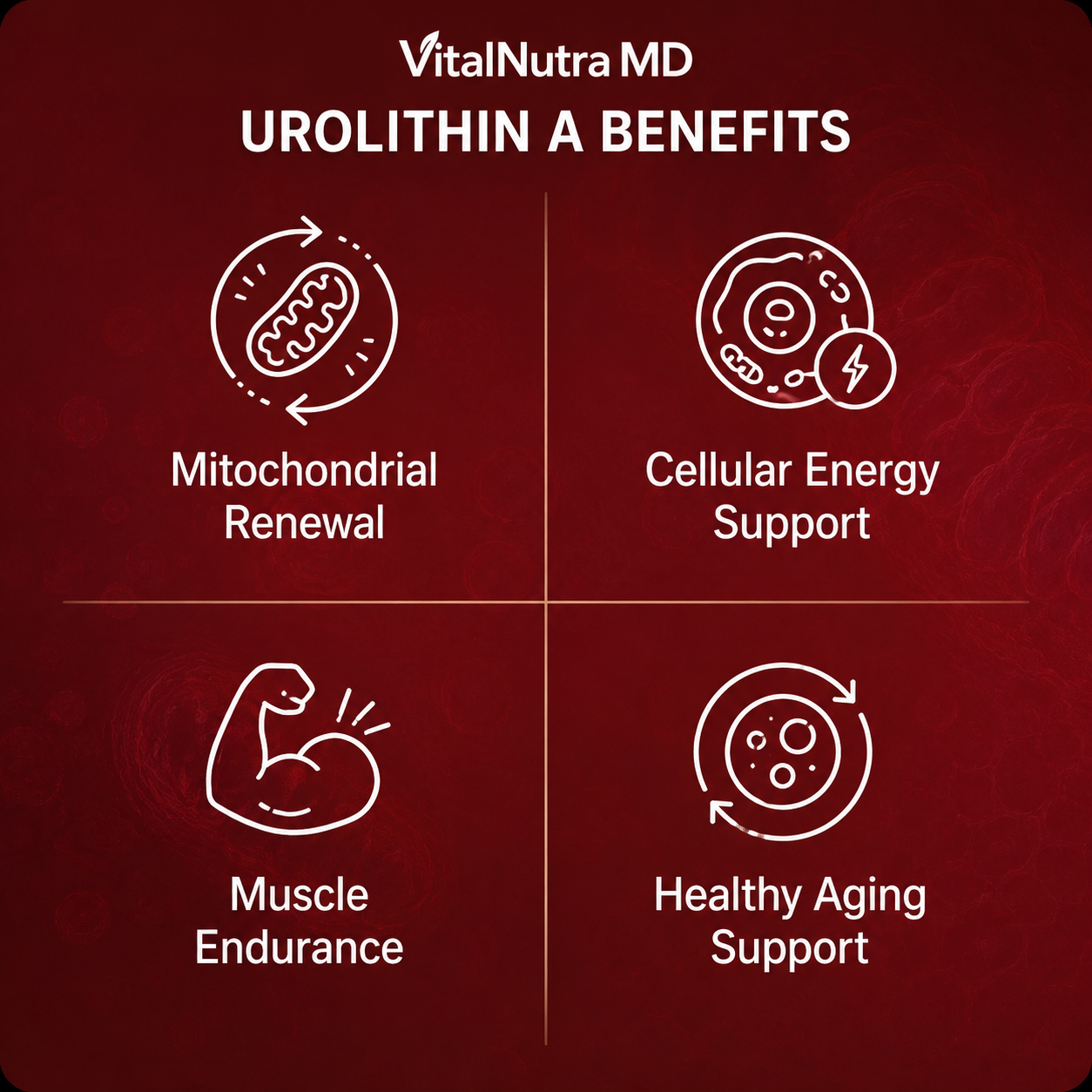New Maximum Potency Formula- Urolithin A
